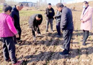 陶庄镇加强麦田管理 确保来年丰产丰收-爱山亭网