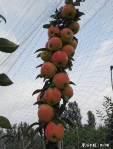 果以“硒”为贵，沙沟镇三清观的富硒苹果让您口“福”心服-爱山亭网