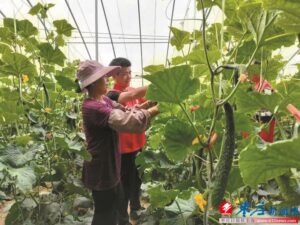 服务蔬菜种植业户助力城乡市场保供-爱山亭网