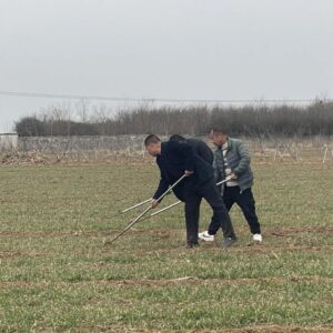 人勤春来早！我区抢抓有利时机，做好小麦田间管理-爱山亭网