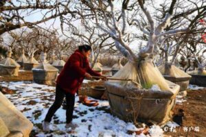 盆景“保姆”护理忙-爱山亭网