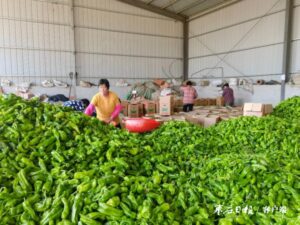 辣椒点燃“火辣”产业-爱山亭网