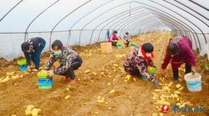 致富“金疙瘩”-爱山亭网