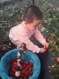 新春采摘忙，吴林街道打造全域旅游新高地-爱山亭网