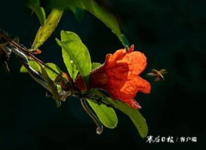 五月榴花红似火-爱山亭网