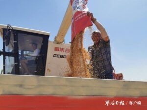 阴平镇小麦迎来丰收季-爱山亭网