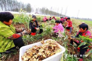 “一村一品”助发展-爱山亭网