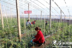 “学习强国”进大棚-爱山亭网