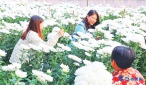 菊花生出满地“银”-爱山亭网