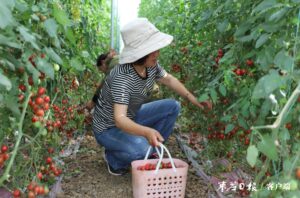 “五彩农业”点亮乡村振兴-爱山亭网