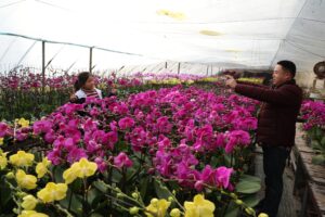 蝴蝶兰盛开俏迎春-爱山亭网