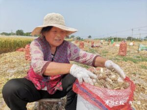 农民丰收笑开颜 阴平镇“蒜”出幸福生活-爱山亭网