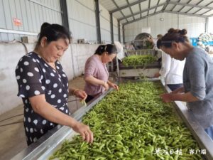 合作社多了好帮手 带领群众稳步小康-爱山亭网