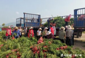 阴平镇助力山水林田城镇建设-爱山亭网