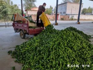 峄城：多措并举破解疫情期间辣椒销运难题-爱山亭网