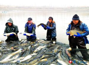 年年有鱼-爱山亭网