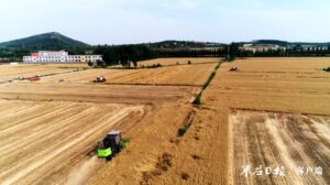 又是一年麦收时 峨山镇“三夏”生产忙-爱山亭网