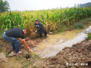 雨后农田内涝 党员干部紧急排水-爱山亭网