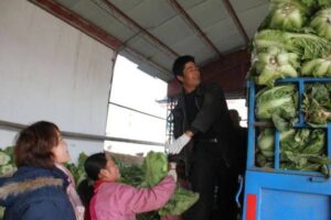 峄城白菜丰收了-爱山亭网