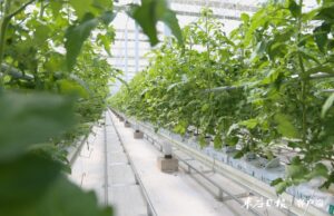 令人赞叹的高科技智慧农业产业园！拥有亚洲最大单体连栋智能玻璃温室、利用工业余热冬季供暖夏季制冷……-爱山亭网