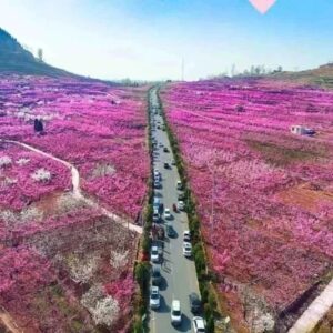 赏桃花就来这里！枣庄市第六届桃花节即将开幕~~-爱山亭网
