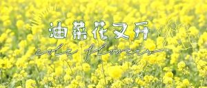 【视觉山亭】油菜花开正当时-爱山亭网