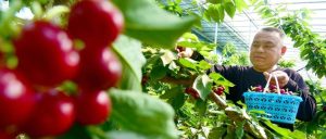 新华社点赞山亭！“小樱桃”撬动“大产业”-爱山亭网