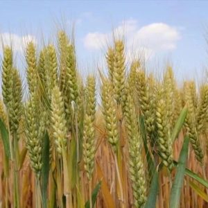 千城百县看中国｜山东枣庄：风吹麦浪满地香-爱山亭网