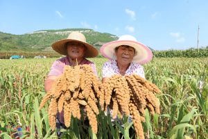 山亭！谷子丰收农民乐-爱山亭网